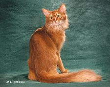 06_Mittsnpaws Starbryte